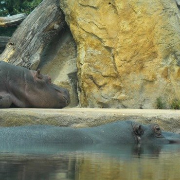 <a class=ContentLinkGreen href=/fr/kits_graphiques_templates_stock-video.html>Stock Vid�o</a></font> animal herbivore 171643