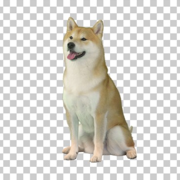 <a class=ContentLinkGreen href=/fr/kits_graphiques_templates_stock-video.html>Stock Vid�o</a></font> chaine shiba 171681