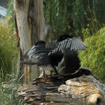 <a class=ContentLinkGreen href=/fr/kits_graphiques_templates_stock-video.html>Stock Vid�o</a></font> silhouette design 171716