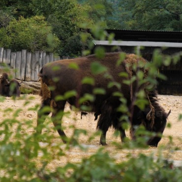 <a class=ContentLinkGreen href=/fr/kits_graphiques_templates_stock-video.html>Stock Vid�o</a></font> buffalo american 174031