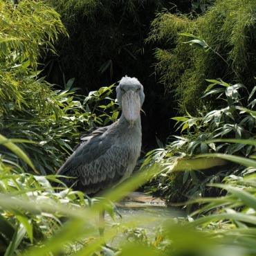 <a class=ContentLinkGreen href=/fr/kits_graphiques_templates_stock-video.html>Stock Vid�o</a></font> zambia faune 174036