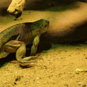 <a class=ContentLinkGreen href=/fr/kits_graphiques_templates_stock-video.html>Stock Vid�o</a></font> reptile sable 174040