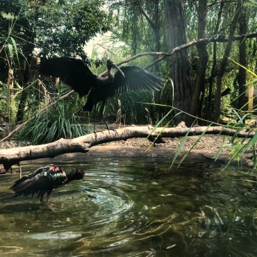 <a class=ContentLinkGreen href=/fr/kits_graphiques_templates_stock-video.html>Stock Vid�o</a></font> animal beak 174044