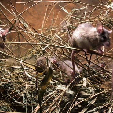 <a class=ContentLinkGreen href=/fr/kits_graphiques_templates_stock-video.html>Stock Vid�o</a></font> souris famille 174052