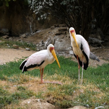 <a class=ContentLinkGreen href=/fr/kits_graphiques_templates_stock-video.html>Stock Vid�o</a></font> jaune africa 174057