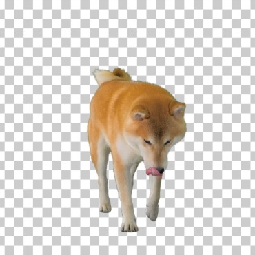 <a class=ContentLinkGreen href=/fr/kits_graphiques_templates_stock-video.html>Stock Vid�o</a></font> chaine inu 174061