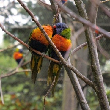 <a class=ContentLinkGreen href=/fr/kits_graphiques_templates_stock-video.html>Stock Vid�o</a></font> oiseau vert 174065