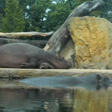 <a class=ContentLinkGreen href=/fr/kits_graphiques_templates_stock-video.html>Stock Vid�o</a></font> animal nuit 174069