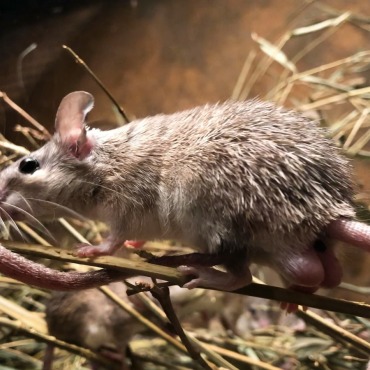 <a class=ContentLinkGreen href=/fr/kits_graphiques_templates_stock-video.html>Stock Vid�o</a></font> souris famille 174074