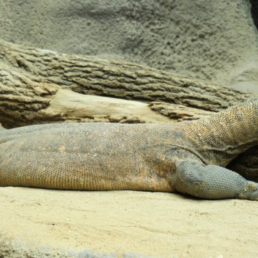 <a class=ContentLinkGreen href=/fr/kits_graphiques_templates_stock-video.html>Stock Vid�o</a></font> nature faune 174077