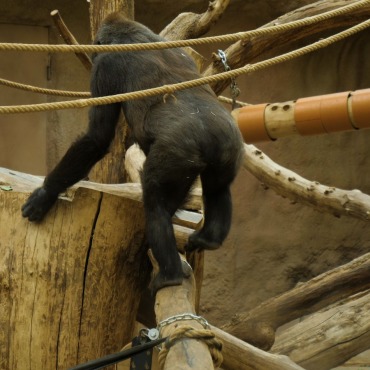 <a class=ContentLinkGreen href=/fr/kits_graphiques_templates_stock-video.html>Stock Vid�o</a></font> nature noir 174078