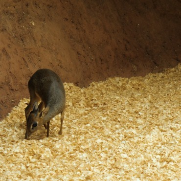 <a class=ContentLinkGreen href=/fr/kits_graphiques_templates_stock-video.html>Stock Vid�o</a></font> dik africa 174082