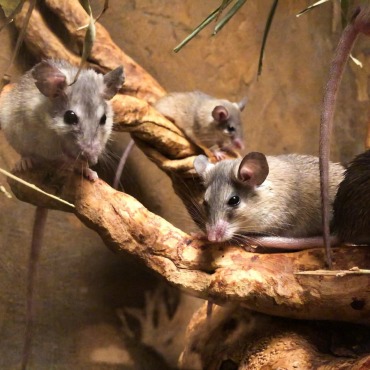 <a class=ContentLinkGreen href=/fr/kits_graphiques_templates_stock-video.html>Stock Vid�o</a></font> souris famille 174083