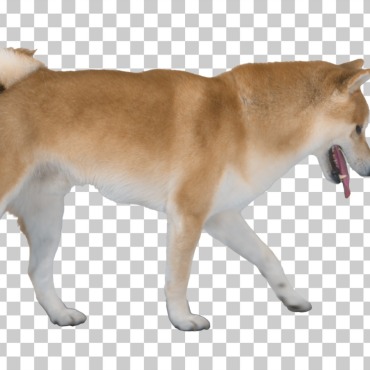 <a class=ContentLinkGreen href=/fr/kits_graphiques_templates_stock-video.html>Stock Vid�o</a></font> chaine shiba 174190