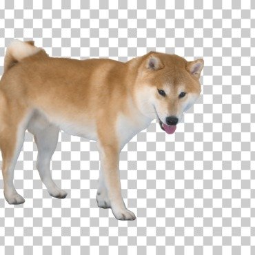 <a class=ContentLinkGreen href=/fr/kits_graphiques_templates_stock-video.html>Stock Vid�o</a></font> chaine inu 174196