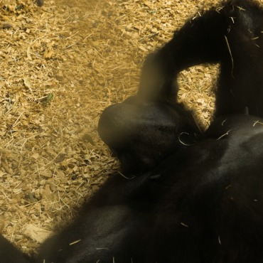 <a class=ContentLinkGreen href=/fr/kits_graphiques_templates_stock-video.html>Stock Vid�o</a></font> b�b� ape 174370