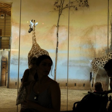 <a class=ContentLinkGreen href=/fr/kits_graphiques_templates_stock-video.html>Stock Vid�o</a></font> animal girafe 174374