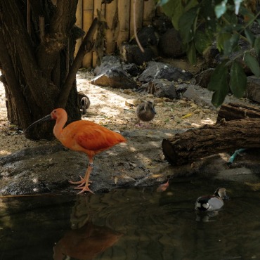 <a class=ContentLinkGreen href=/fr/kits_graphiques_templates_stock-video.html>Stock Vid�o</a></font> animal zoo 174378