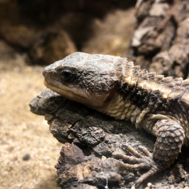 <a class=ContentLinkGreen href=/fr/kits_graphiques_templates_stock-video.html>Stock Vid�o</a></font> nature faune 174382