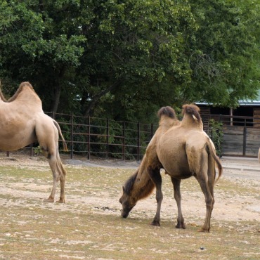 <a class=ContentLinkGreen href=/fr/kits_graphiques_templates_stock-video.html>Stock Vid�o</a></font> camel nature 174389