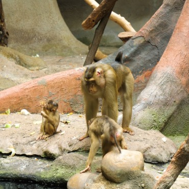 <a class=ContentLinkGreen href=/fr/kits_graphiques_templates_stock-video.html>Stock Vid�o</a></font> singe b�b� 174462