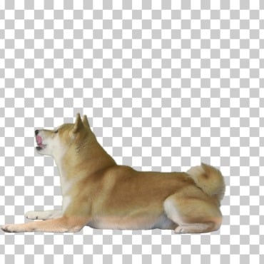 <a class=ContentLinkGreen href=/fr/kits_graphiques_templates_stock-video.html>Stock Vid�o</a></font> chaine shiba 174478