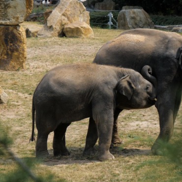 <a class=ContentLinkGreen href=/fr/kits_graphiques_templates_stock-video.html>Stock Vid�o</a></font> mammal famille 174511