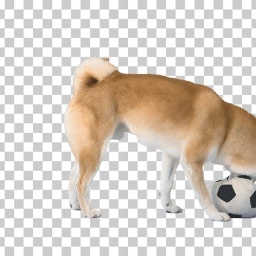 <a class=ContentLinkGreen href=/fr/kits_graphiques_templates_stock-video.html>Stock Vid�o</a></font> chaine animal 174515