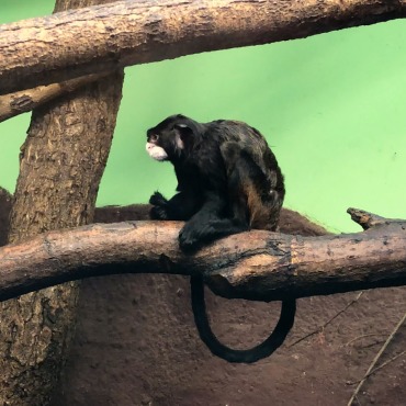 <a class=ContentLinkGreen href=/fr/kits_graphiques_templates_stock-video.html>Stock Vid�o</a></font> singe ape 174532