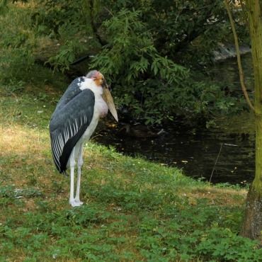 <a class=ContentLinkGreen href=/fr/kits_graphiques_templates_stock-video.html>Stock Vid�o</a></font> silhouette design 174538