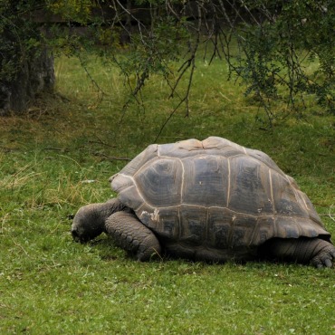 <a class=ContentLinkGreen href=/fr/kits_graphiques_templates_stock-video.html>Stock Vid�o</a></font> tortue tortue 174555