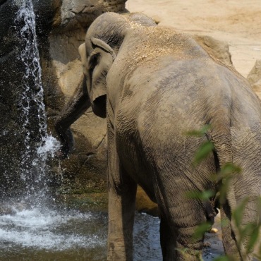 <a class=ContentLinkGreen href=/fr/kits_graphiques_templates_stock-video.html>Stock Vid�o</a></font> �l�phant nature 174563