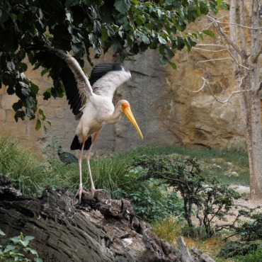 <a class=ContentLinkGreen href=/fr/kits_graphiques_templates_stock-video.html>Stock Vid�o</a></font> jaune africa 174579