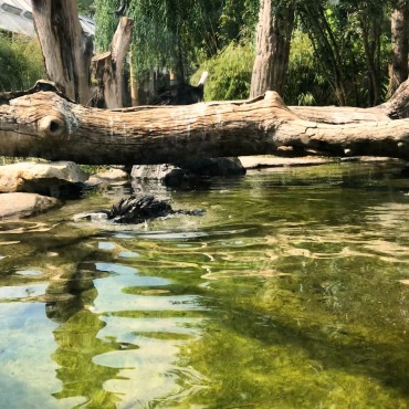 <a class=ContentLinkGreen href=/fr/kits_graphiques_templates_stock-video.html>Stock Vid�o</a></font> oiseau humboldt 174630