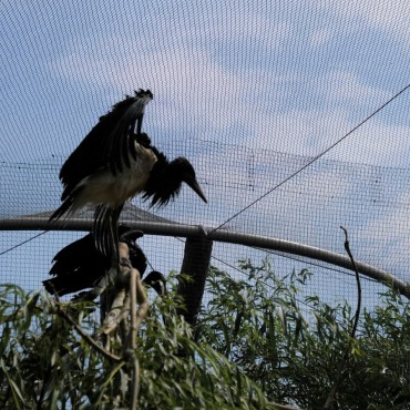 <a class=ContentLinkGreen href=/fr/kits_graphiques_templates_stock-video.html>Stock Vid�o</a></font> oiseau animal 174662