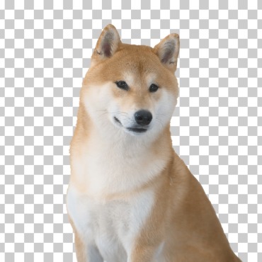 <a class=ContentLinkGreen href=/fr/kits_graphiques_templates_stock-video.html>Stock Vid�o</a></font> chaine chien 174689