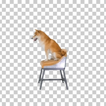 <a class=ContentLinkGreen href=/fr/kits_graphiques_templates_stock-video.html>Stock Vid�o</a></font> chaine chiengy 174765