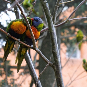 <a class=ContentLinkGreen href=/fr/kits_graphiques_templates_stock-video.html>Stock Vid�o</a></font> perroquet superb 174782