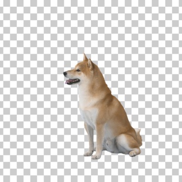 <a class=ContentLinkGreen href=/fr/kits_graphiques_templates_stock-video.html>Stock Vid�o</a></font> chaine animal 174793