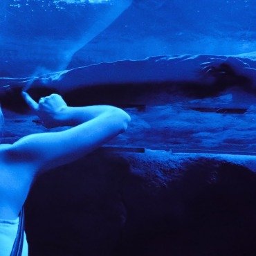 <a class=ContentLinkGreen href=/fr/kits_graphiques_templates_stock-video.html>Stock Vid�o</a></font> animal eau 174907