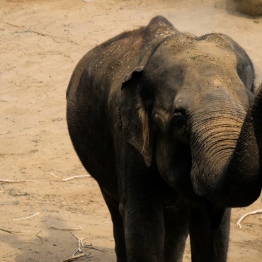 <a class=ContentLinkGreen href=/fr/kits_graphiques_templates_stock-video.html>Stock Vid�o</a></font> animal grand 174943