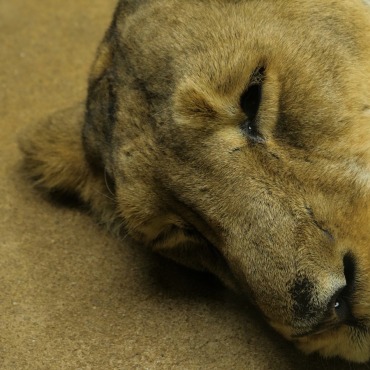 <a class=ContentLinkGreen href=/fr/kits_graphiques_templates_stock-video.html>Stock Vid�o</a></font> nuit animal 174993