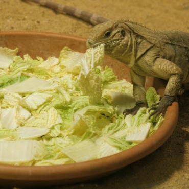 <a class=ContentLinkGreen href=/fr/kits_graphiques_templates_stock-video.html>Stock Vid�o</a></font> l�zard reptile 175052