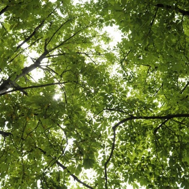 <a class=ContentLinkGreen href=/fr/kits_graphiques_templates_stock-video.html>Stock Vid�o</a></font> vert arbre 175090