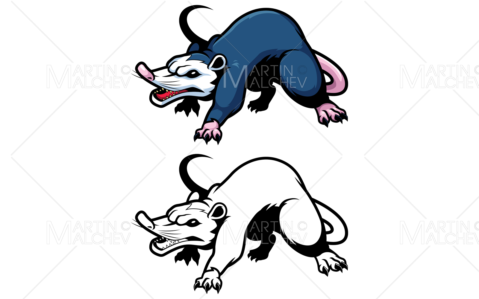 Possum on White Vector Illustration
