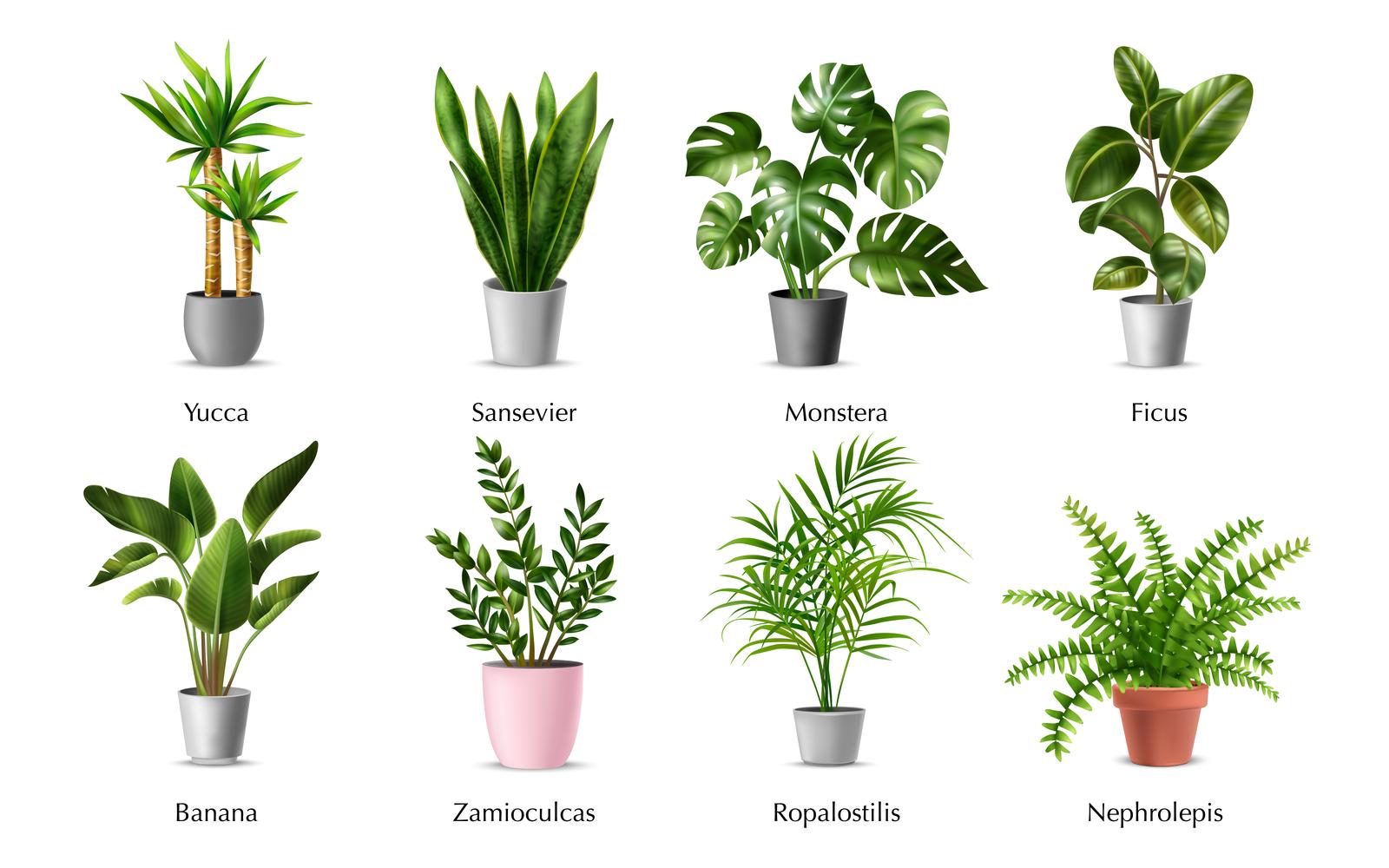 Realistic Green Home Plant Horizontal Set Vector Illustration Concept