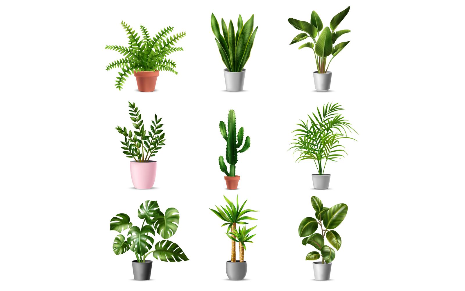 Realistic Green Home Plant Set Vector Illustration Concept