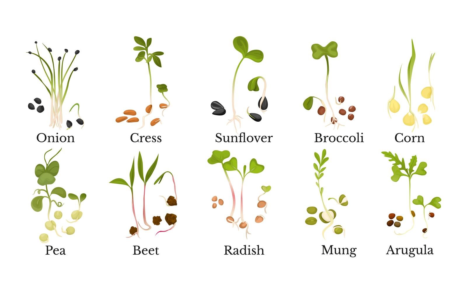 Microgreen Set Vector Illustration Concept