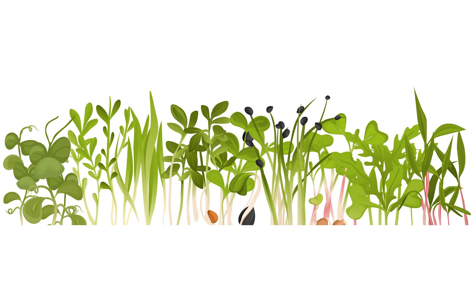 Microgreen Border Vector Illustration Concept