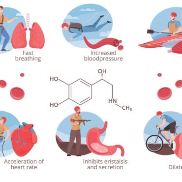 Adrenalin Hormone Illustrations Templates 204325